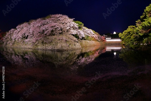 Cherry Blossom around the Hikone Castle, Japan