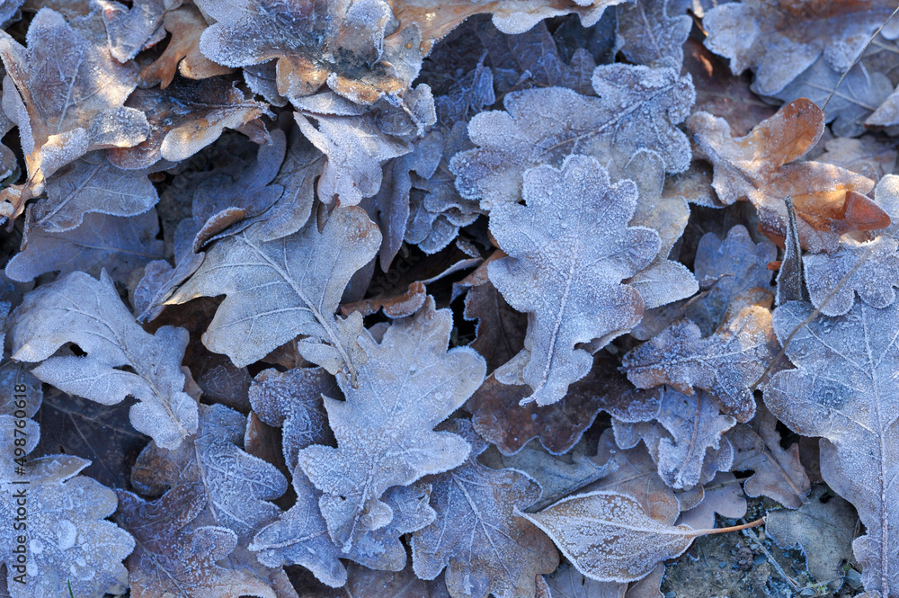 Oak Leaves with frost
