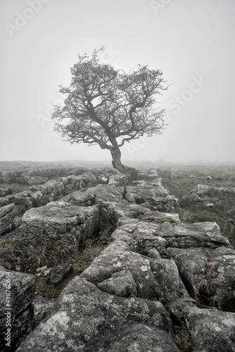 Lone hawthorne tree at Winskill Stones limestone pavement in the Yorkshire Dales, shot low key in early morning grey mist, in portrait