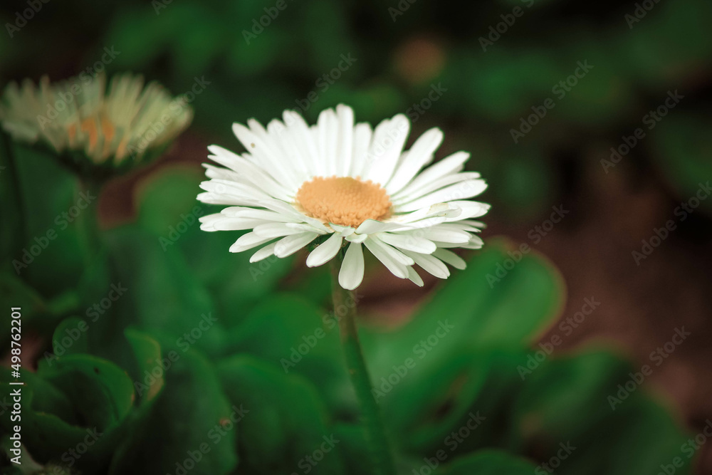 Obraz premium white daisy flower