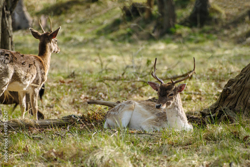 Damherten || Fallow deer photo