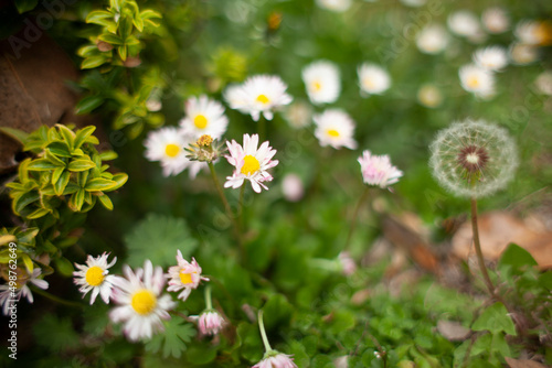 Blooming garden in spring with daisies