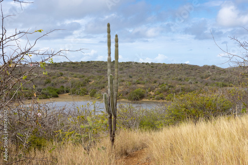 Big cactus on the overgrown hills around the Jan Thiel Salt Flats on the Caribbean island Curacao © freedom_wanted