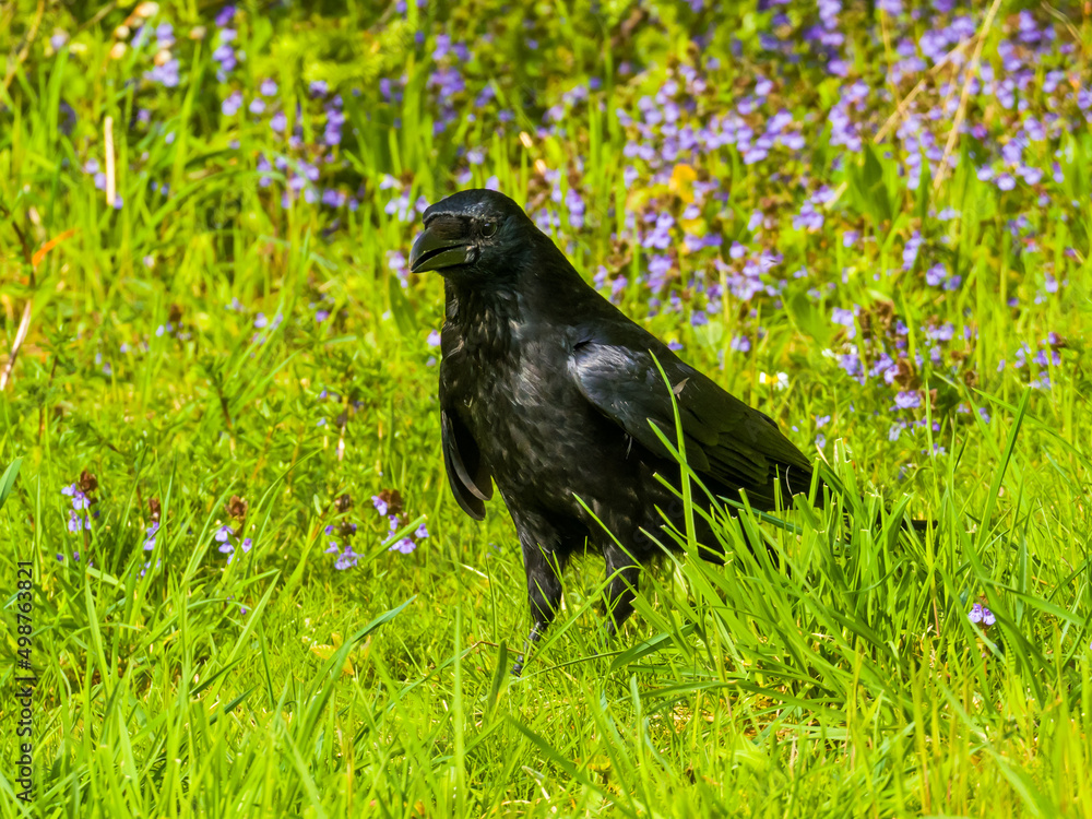 Black raven standing in green grass in the meadow Black raven standing in green grass in the meadow