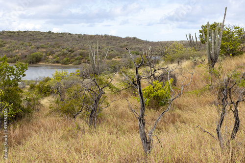Small  dead trees and big cactuses in the veld around the Jan Thiel Salt Flats on the Caribbean island Curacao