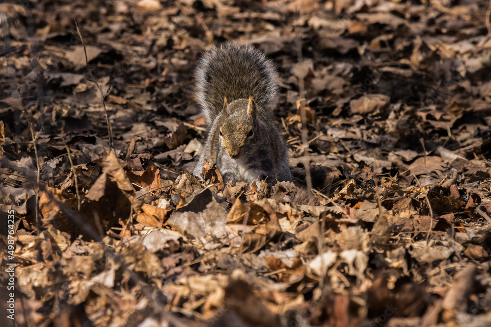 Squirrel on the ground Squirrel on the ground