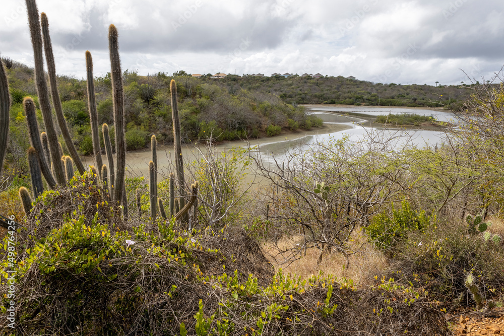 View from the forested and overgrown hills to the Jan Thiel Salt Flats on the Caribbean island Curacao