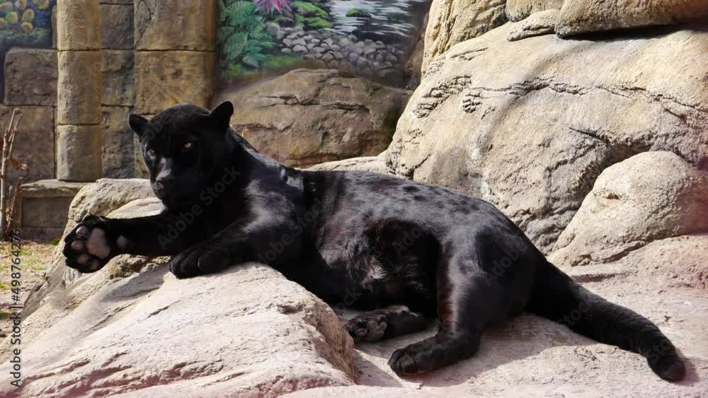 A black jaguar goes to bed in a zoo enclosure..