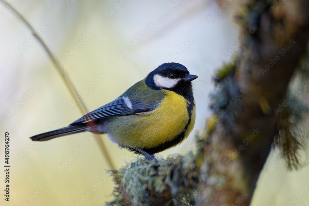 Obraz premium The great tit (Parus major)