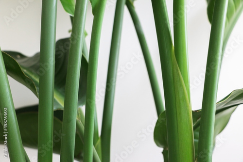 Magnificent green erect stems and leaves of a Strelitzia nicolai  Giant White Bird of Paradise or Wild Banana  plant