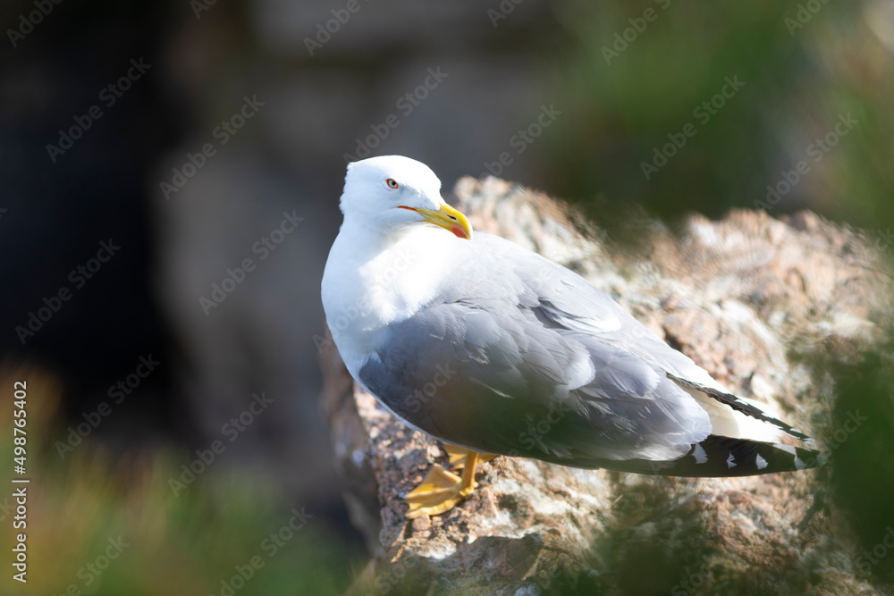 Gaviota patiamarilla (Larus michahellis) en un acantilado frente al Mar Mediterráneo Gaviota patiamarilla (Larus michahellis) en un acantilado frente al Mar Mediterráneo