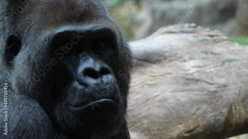 Close-up shot of Western lowland gorilla looking at the camera photo