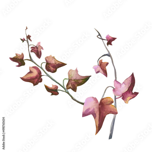 ivy plant with red leaves and vines with branches, autumn dead leaves vector illustration