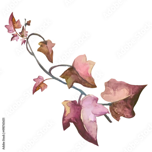 ivy plant with red autumn leaves and weaving branches, vector illustration