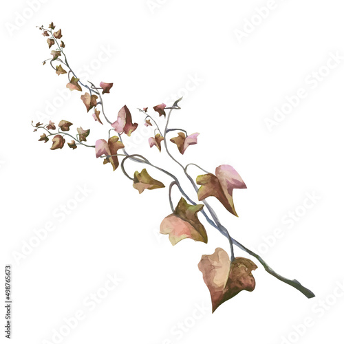 ivy plant with red leaves and vines with branches, autumn dead leaves illustration
