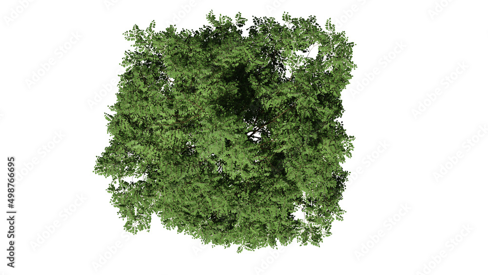 Fototapeta premium 3D Top view Green Trees Isolated on white background , Use for visualization in architectural design