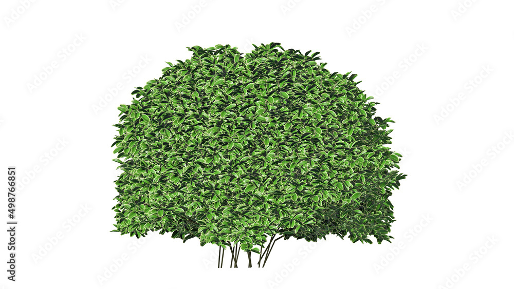 3D Top view Green Trees Isolated on white background , Use for visualization in architectural design 3D Top view Green Trees Isolated on white background , Use for visualization in architectural design