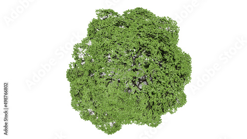 3D Top view Green Trees Isolated on white background   Use for visualization in architectural design