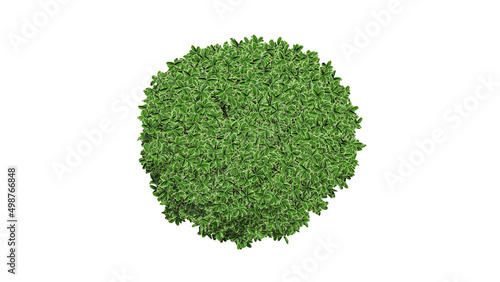 3D Top view Green Trees Isolated on white background , Use for visualization in architectural design
