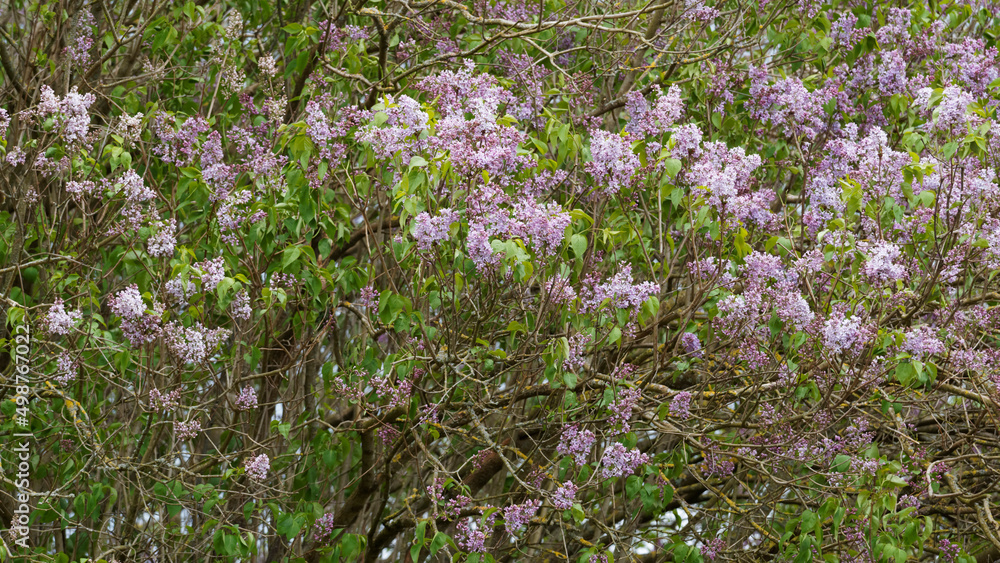 Fototapeta premium Syringa vulgaris or common lilac with grey-brown bark furrowed of old chipped branches and smooth stems covered of flower's thyrsus, mauve and lilac between light green oval to cordate leaves