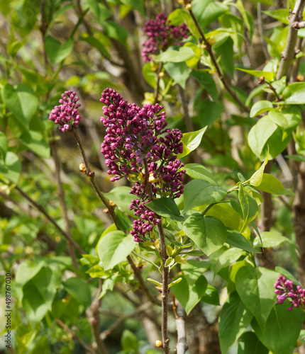 (Syringa vulgaris) Common lilac with mauve and purple inflorescence in dense, terminal panicles on smooth branches