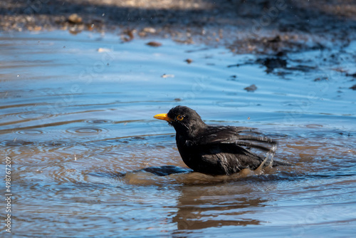 blackbird having a path in a puddle in the countryside