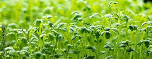 Foto Fresh Watercress salad macro view banner