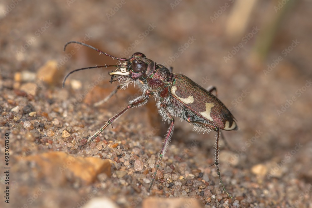 the bug on the ground