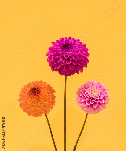 Beauty of Dahlia