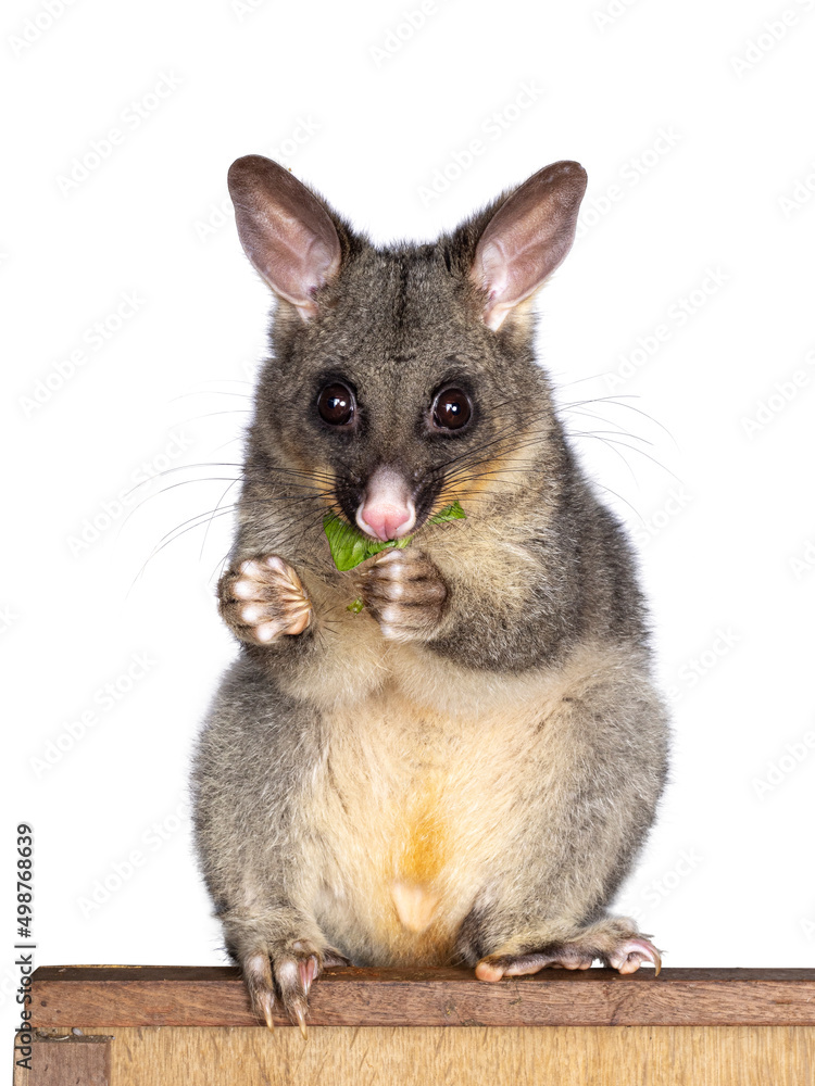 Fototapeta premium Brushtail Possum aka Trichosurus vulpecula, sitting side ways on wooden box. Looking side ways away from camera. Paws and nails on edge of circle. Tail hanging down. Isolated on a white background.