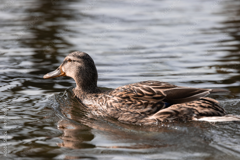 Female Mallard Duck (Anas platyrhynchos) on the water Female Mallard Duck (Anas platyrhynchos) on the water