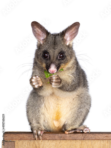 Fototapeta Naklejka Na Ścianę i Meble -  Brushtail Possum aka Trichosurus vulpecula, sitting side ways on wooden box. Looking  side ways away from camera. Paws and nails on edge of circle. Tail hanging down. Isolated on a white background.