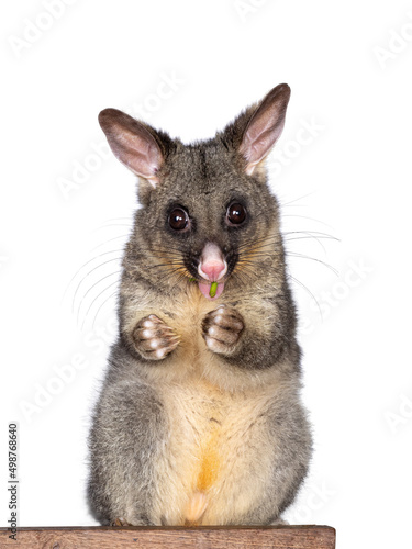Photography Brushtail Possum aka Trichosurus vulpecula, sitting facing front wooden box