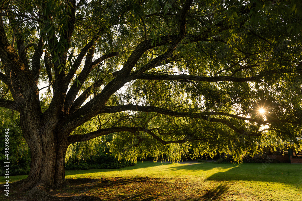 Fototapeta premium Big tree and its cup in a park during sunset