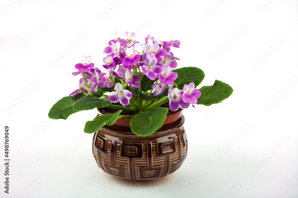 a beautiful purple flower in a pot. ceramic pot. it grows in the ground. blooms in spring. My name is Violet. a bouquet of flowers. On a white isolated background.«Viola».top and side view.