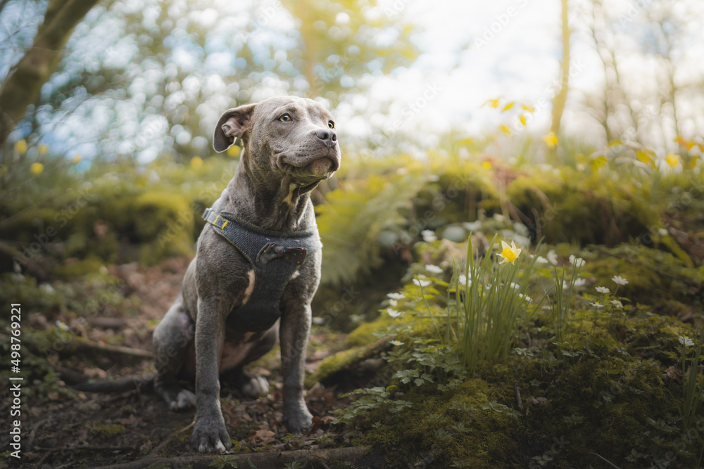 dog waiting patiently