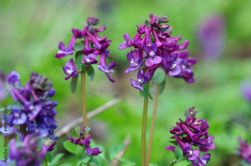 Purple spring flowers in the garden
