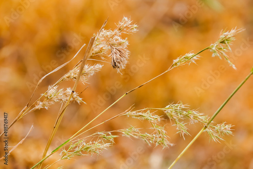 grass in the wind