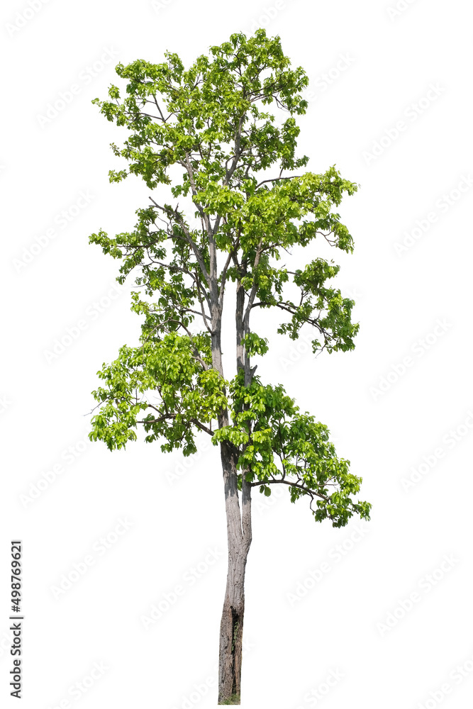 tropical green tree side view isolated on white background for landscape and architecture drawing, elements for environment and garden