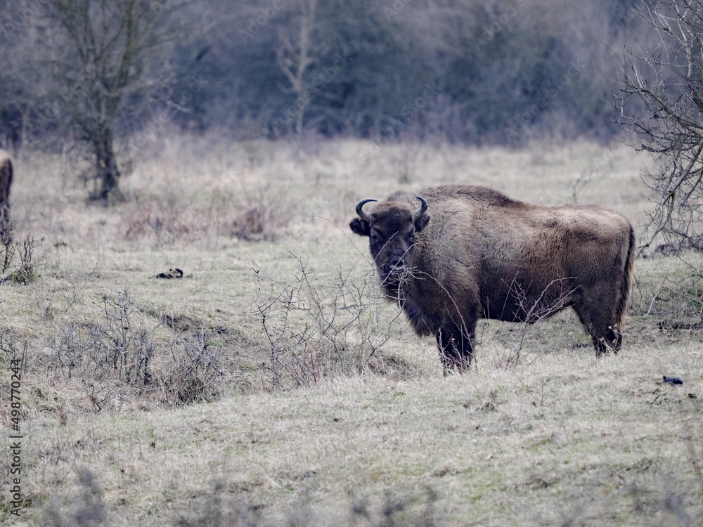 European bison, Bison bonasus, in the Milovice nature reserve, Czech Republic