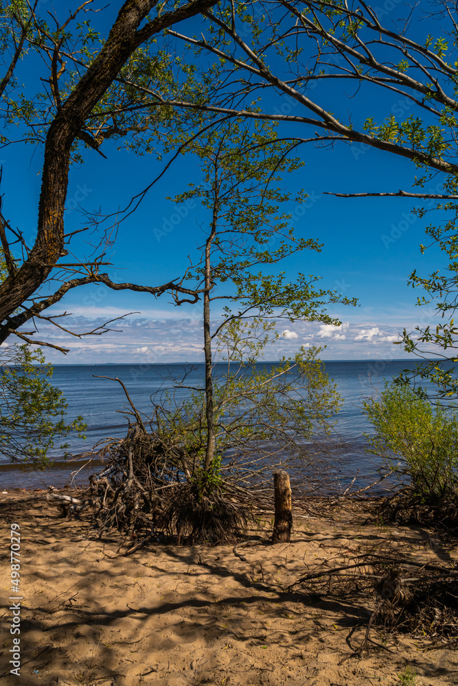 Russia. Kronstadt. May 30, 2021. Snags of bizarre shape from the roots of trees. Russia. Kronstadt. May 30, 2021. Snags of bizarre shape from the roots of trees.