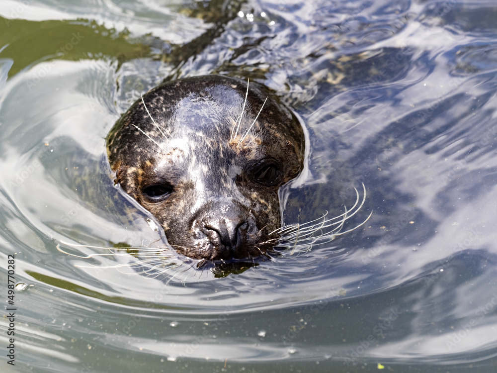 The Common Seal, Phoca vitulina, lives mostly in water