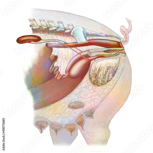 Anatomy of the urogenital system of a sow with kidneys ureter.