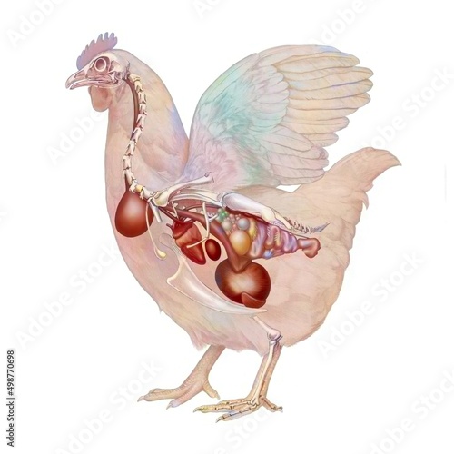 Respiratory digestive and nervous system of a man and a woman.