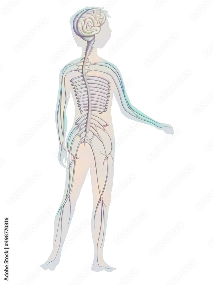 Drawing of the anatomy of nervous system of an infant. Drawing of the anatomy of nervous system of an infant.