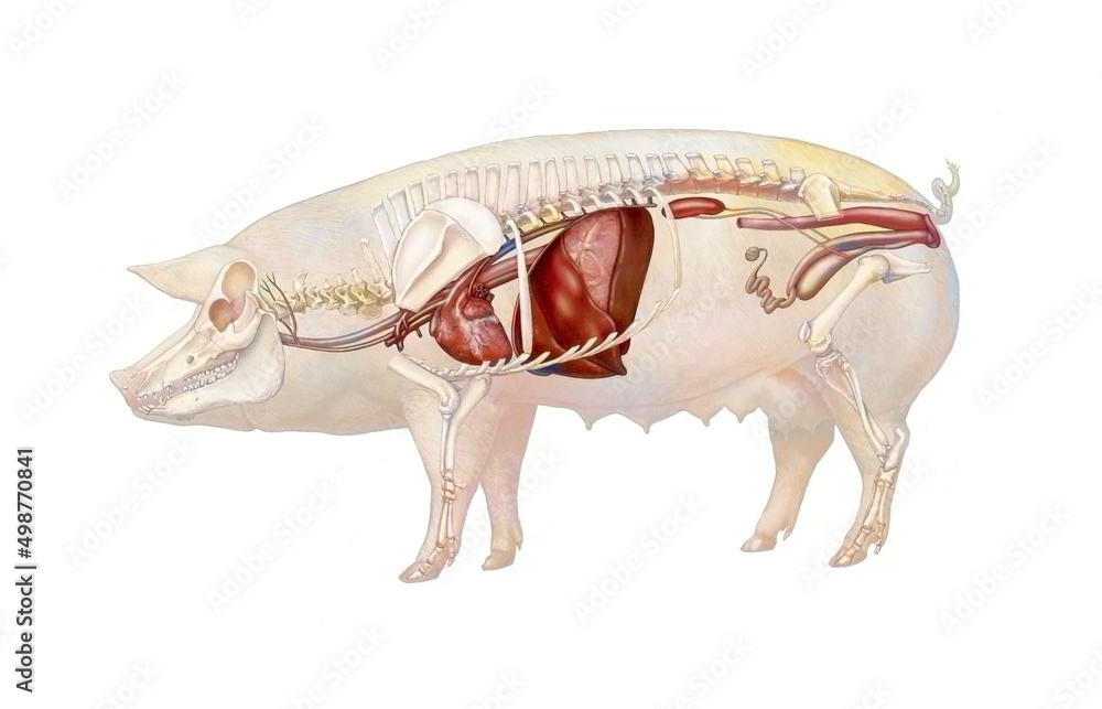 Anatomy of a sow showing the heart the skeleton the digestive system. Anatomy of a sow showing the heart the skeleton the digestive system.