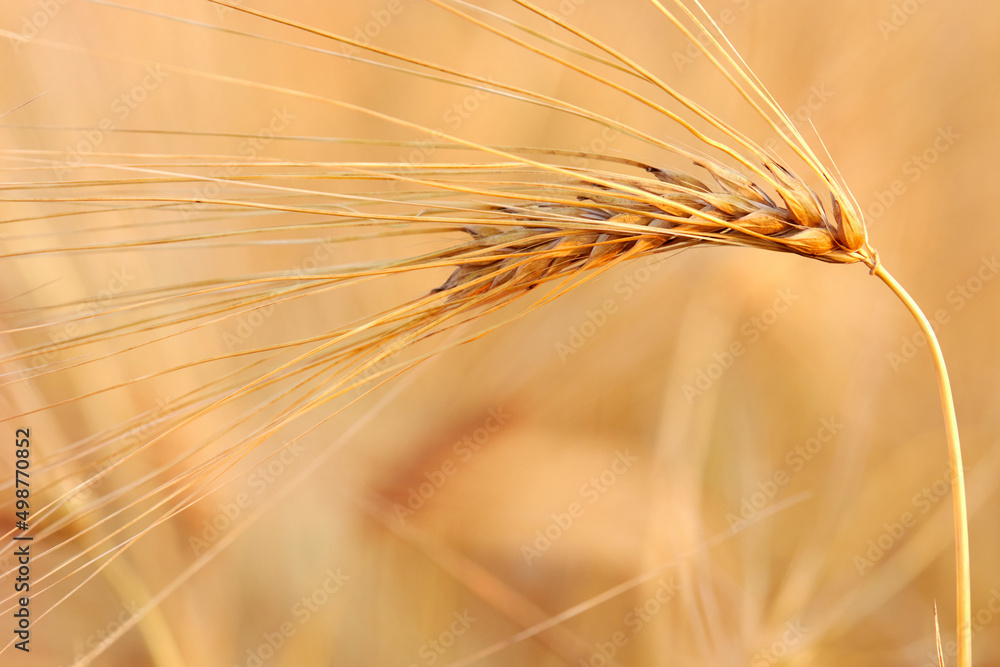 Closeup of ears of golden wheat on the field Closeup of ears of golden wheat on the field