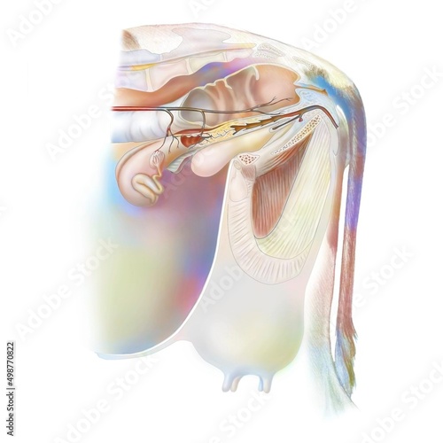 Cow reproductive system anatomy with vagina bladder.