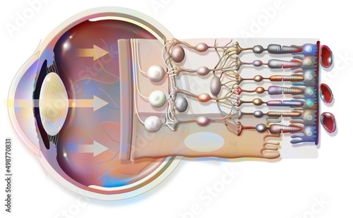 The eye and retina with the vitreous the internal limiting membrane.