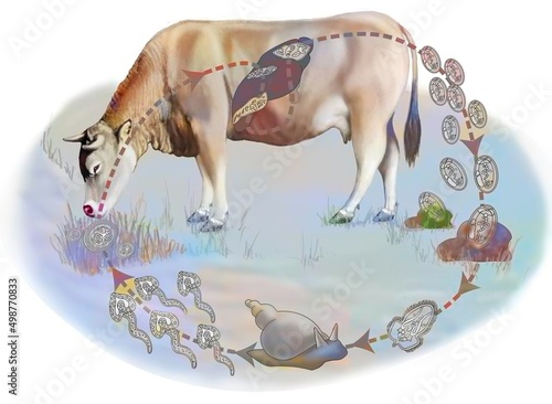 Life cycle of liver fluke in cows. photo